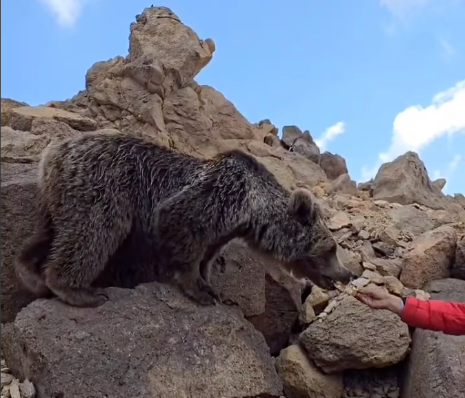دوستی‌ خاله خرسه کوهنوردان، جان خرس قهوه‌ای سبلان را تهدید می‌کند