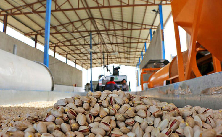 Iranian pistachios at a processing facility (Undated)