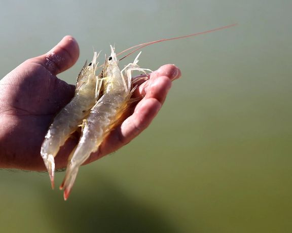 یک مقام صنفی: میگوی ایران با جعبه سفید و بدون برند به عمان و منطقه صادر میشود