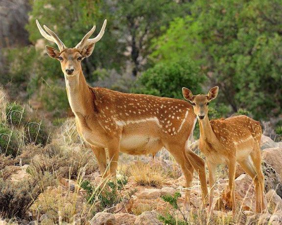 گزارش همشهری از اعتراض به فروش گوشت آهو: کشتار و فروش گوشت آهو مجوز دارد