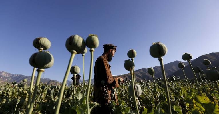 Iranian MPs Hail Taliban’s Anti-Drug Move Despite Rise In Poppy Cultivation