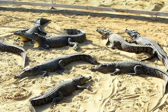 محیطزیست خراسان رضوی صدور مجوز برای کشتار کروکودیلها در مشهد را رد کرد