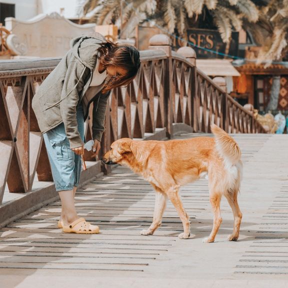 آموزش سگها برای تشخیص ویروس کرونا در عرق افراد در ایتالیا