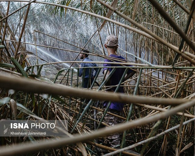 آتش‌سوزی عمدی در تالاب انزلی؛ بازداشت یک نفر به اتهام «آتش‌افروزی»