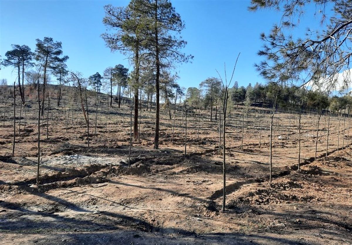 معاون اداره‌کل منابع طبیعی تهران: ۱۰ هزار درخت در پارک چیتگر پس از آبیاری نامناسب قطع شد