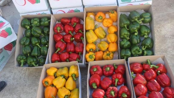 معاون وزیر جهاد کشاورزی: سلامت محصولات کشاورزی ایران را به روسها اثبات کردیم