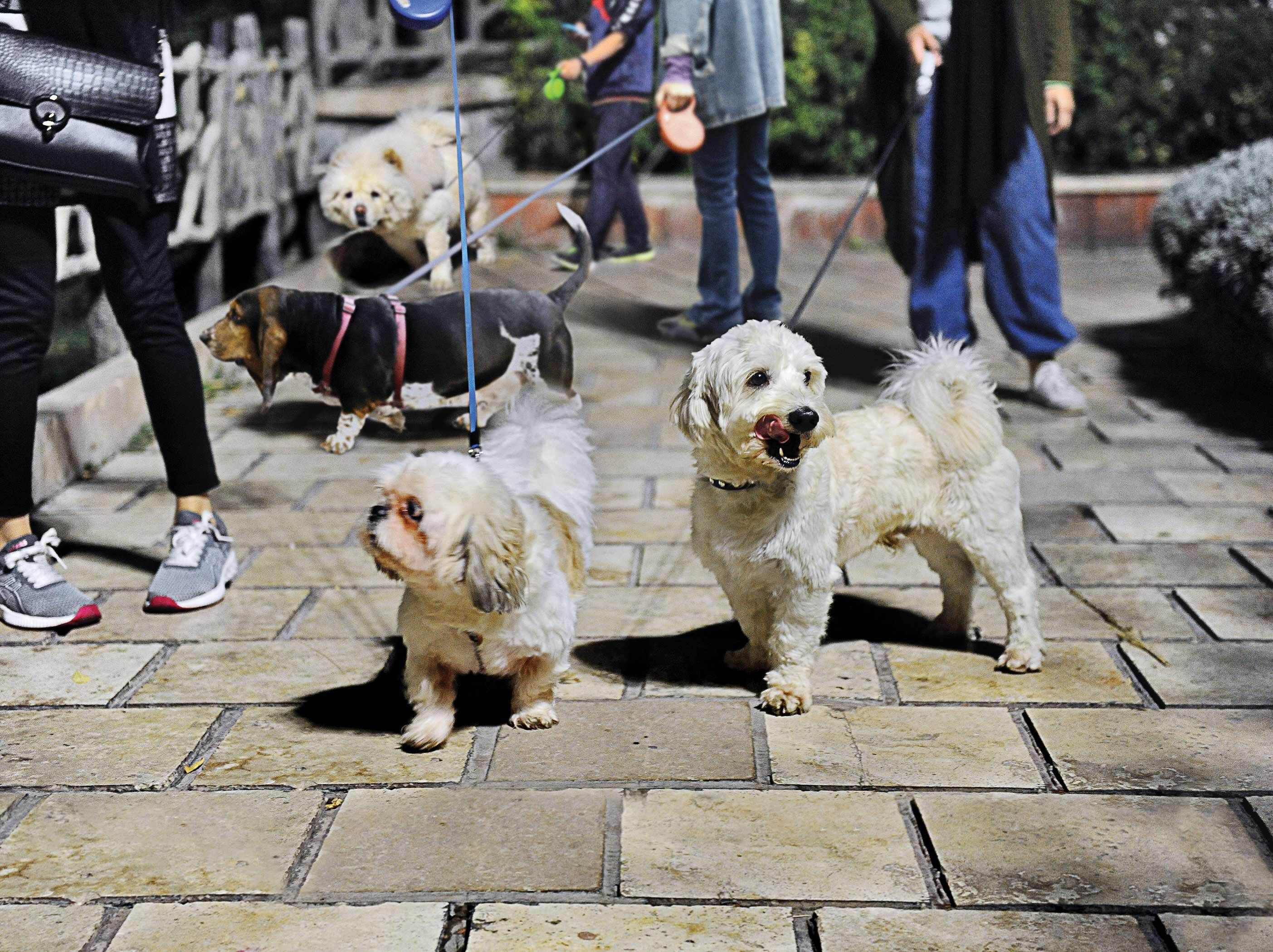 Iran Guards-linked media slams dog and cat imports, calls for ban