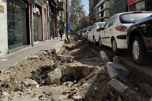 شهرداری به بهانه وجود آفت و درخواست مردمی درختان خیابان فلسطین تهران را سر برید