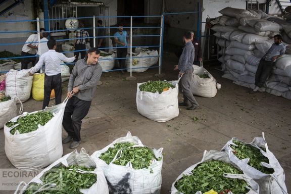 A tea processing factory in Iran