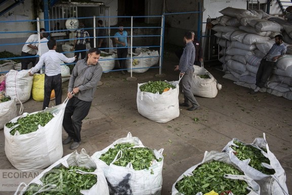 A tea processing factory in Iran