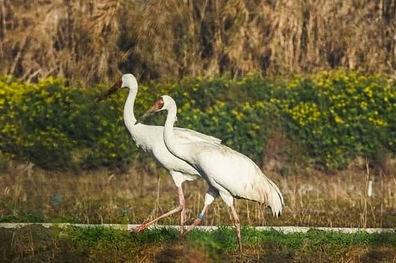 مدیرکل محیط زیست مازندران: از «رویا» مراقبت میکنیم تا «امید» به ایران برگردد
