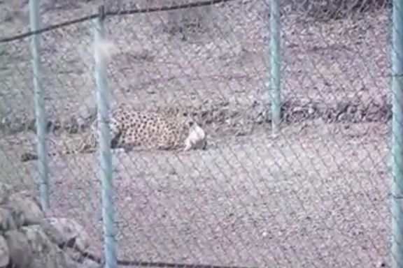 سازمان حفاظت محیط زیست ایران: وضعیت یوز مادر و تولههایش خوب است