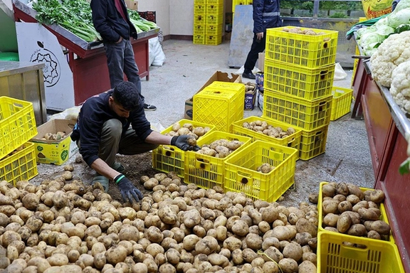افزایش قیمت سیبزمینی در ایران؛ یک نماینده مجلس: به واردکننده سیبزمینی تبدیل شدهایم