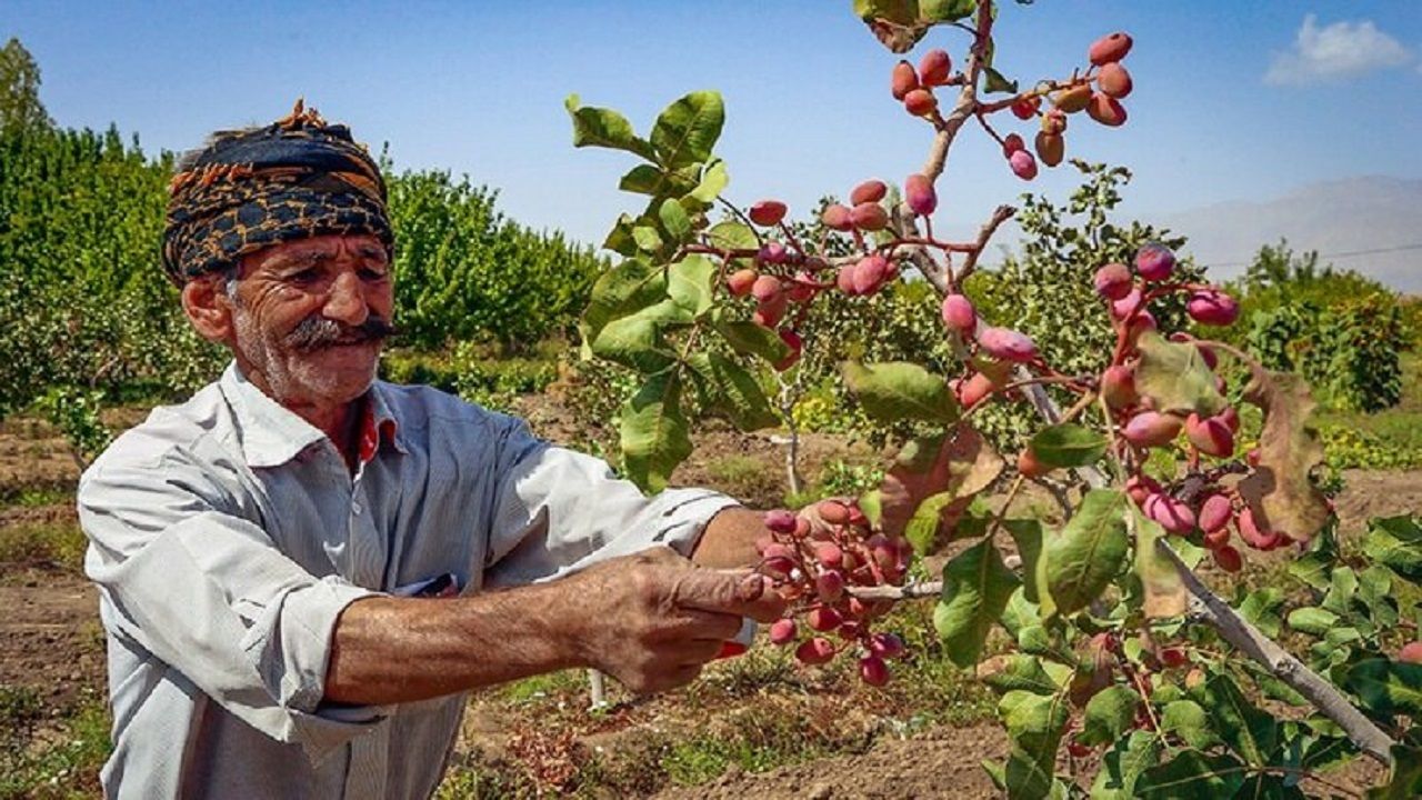 A Pistachio Family Business In US Boosts The Iranian Regime
