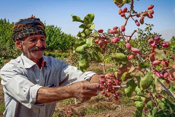A Pistachio Family Business In US Boosts The Iranian Regime