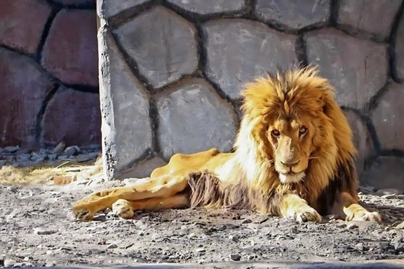 اداره محیطزیست خراسان رضوی: تیپ شیر باغ وحش مشهد لاغراندام است و هیچوقت چاق نبوده