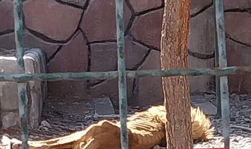 Dire Condition Of Lion In Iranian Zoo Prompts Calls For Action