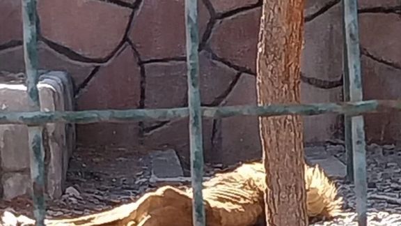 A photo of a lion in the Mashhad Zoo