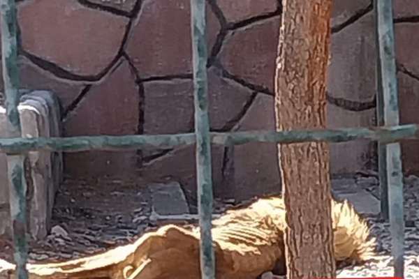 Dire Condition Of Lion In Iranian Zoo Prompts Calls For Action