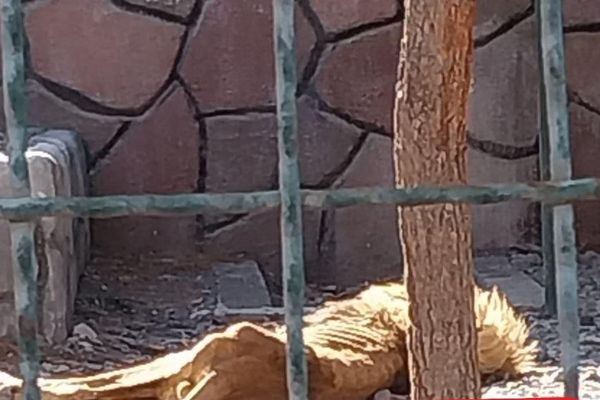 Dire Condition Of Lion In Iranian Zoo Prompts Calls For Action