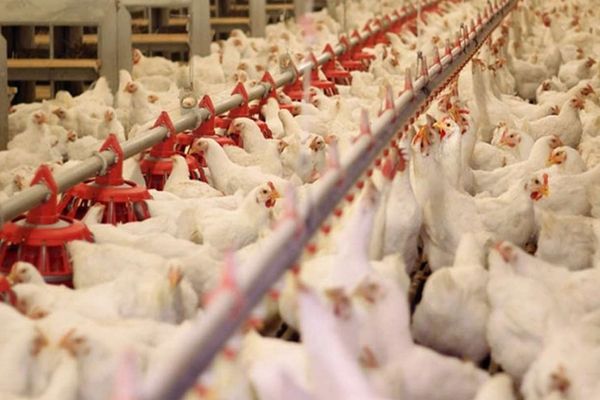 مسؤول إيراني ينفي شائعات "الدجاج الهرموني" و"الدجاج الملوّث بالأفيون"