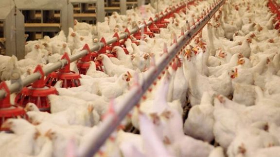 مسؤول إيراني ينفي شائعات "الدجاج الهرموني" و"الدجاج الملوّث بالأفيون"