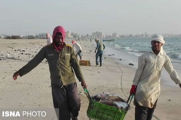محیط زیست هرمزگان: دلیل مرگ گربه ماهیها در جاسک هنوز مشخص نیست