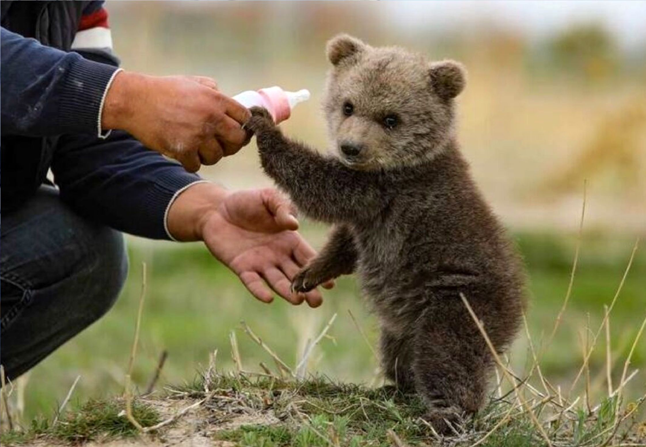 Search underway for orphaned bear cub lost in Tehran park