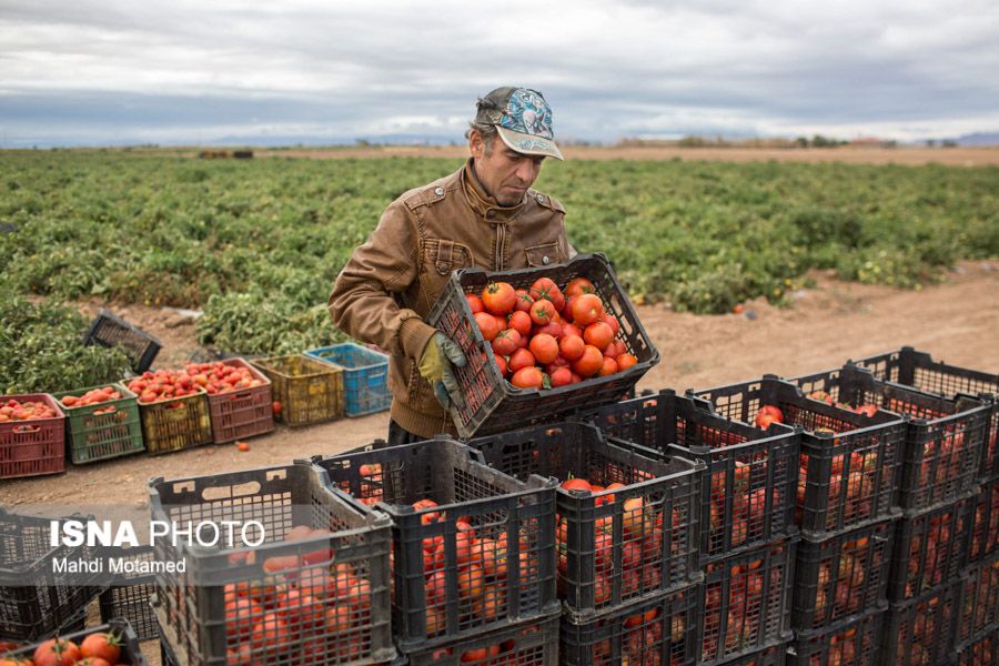 اتحادیه بارفروشان:‌ قیمت گوجه به خاطر صادرات به پاکستان و عراق چندبرابر شد
