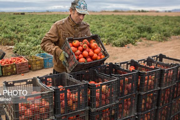 اتحادیه بارفروشان: قیمت گوجه به خاطر صادرات به پاکستان و عراق چندبرابر شد