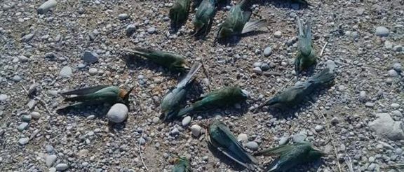 محیط زیست: بیش از ۲۰۰ پرنده زنبورخوار گلوخرمایی در شهرستان گتوند تلف شدند