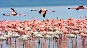 Wildlife seen several years ago in Miankaleh nature reserve. Undated