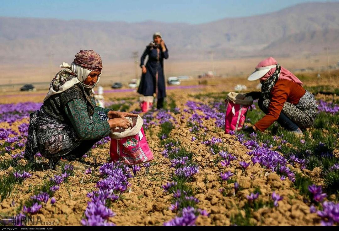 Afghanistan Buys Iranian Saffron To Sell In Iran’s Target Markets