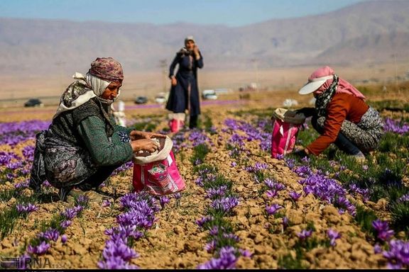 A saffron field in Iran