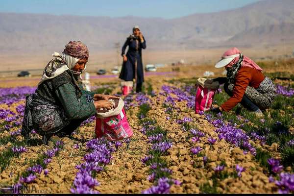 Afghanistan Buys Iranian Saffron To Sell In Iran’s Target Markets