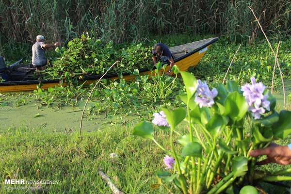 Iran’s Anzali Wetland faces collapse, $300mn needed for revival, governor says