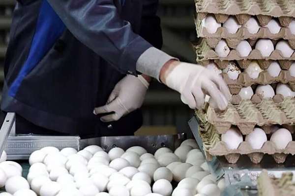 Iran, where eggs are a better bet than cash