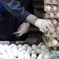 Iran, where eggs are a better bet than cash