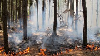 ساختوساز در قلب میراث جهانی؛ اعلام وضعیت خطر فوقالعاده جدی برای جنگلهای هیرکانی