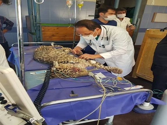 محیطزیست خراسان رضوی: یک قلاده توله پلنگ در پی حیوانآزاری در تربت حیدریه جان باخت