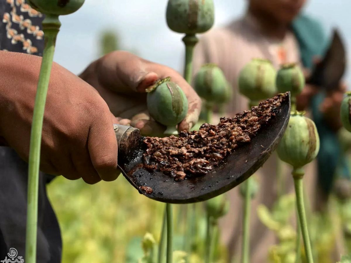 A close-up view of raw opium being harvested from poppy pods in a field