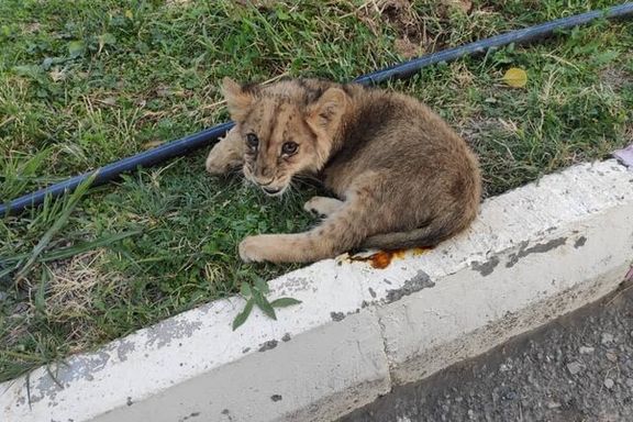 یک مقام مسئول: باغوحشها گربهسانهایی مثل شیر را ۱۵۰ میلیون به پولدارها میفروشند