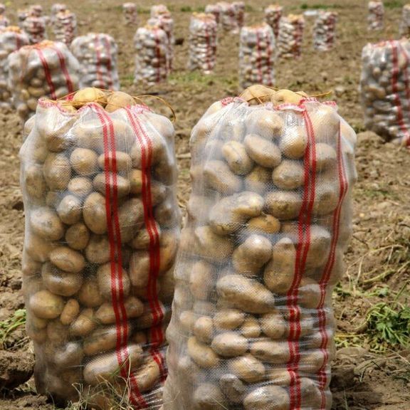 نماینده شیراز: چرا باید از کشورهای همسایه بفهمیم محصول کشاورزی ما استاندارد نیست؟