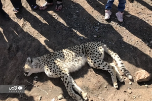 Another Rare Asiatic Cheetah Killed In Car Accident In Iran