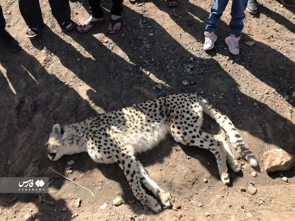 The photo of the dead cheetah