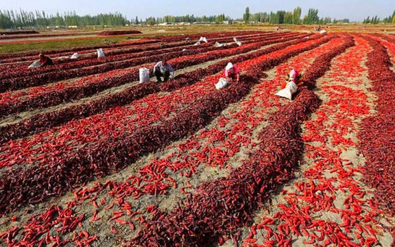سازمان حفظ نباتات: علت بازگشت فلفل صادراتی به روسیه، مورد تایید نبودن سموم کشاورزی بوده