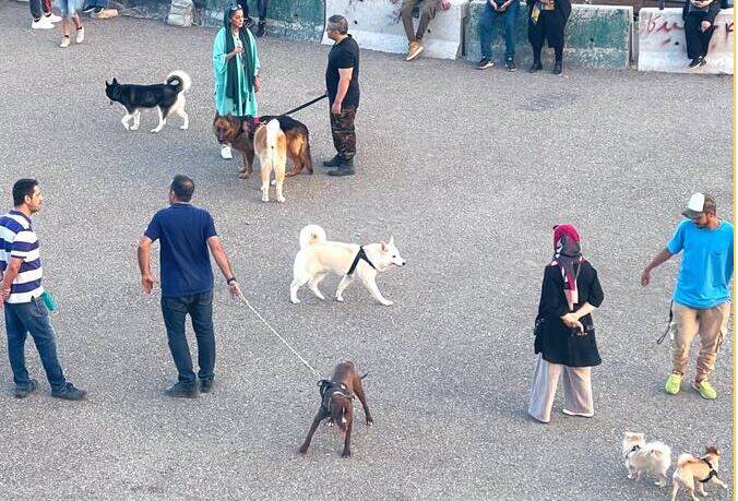 در ایران نیز جمهوری اسلامی به دنبال برخورد با سگ‌ها و صاحبان آن است