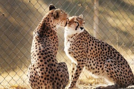 دامپزشک حیات وحش: یوزهای ایرانی شانسی برای بقا در طبیعت ایران ندارند