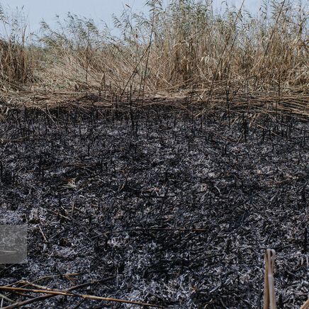 دادگستری گیلان: بخش اعظمی از تالاب امیرکلایه به دلیل سهلانگاری مسئولان از بین رفت