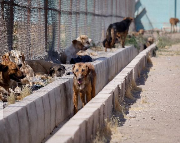 شرکت ساماندهی صنایع و مشاغل سیار: طی سه سال همه سگهای بیصاحب عقیم میشوند